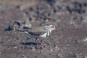 Three banded plover,in swamp environment, South Africa photo