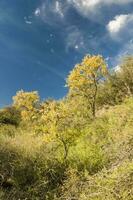 chañar árbol en caldén bosque, floreció en primavera, la pampa, argentina foto