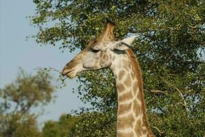 jirafa, kruger nacional parque, sur África foto