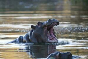 HIPPOPOTAMUS AMPHIBIUS in waterhole, Kruger National park,South Africa photo