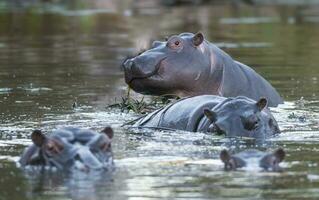 HIPPOPOTAMUS AMPHIBIUS in waterhole, Kruger National park,South Africa photo