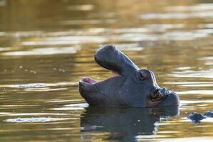 hipopótamo anfibio en pozo de agua, kruger nacional parque, sur África foto