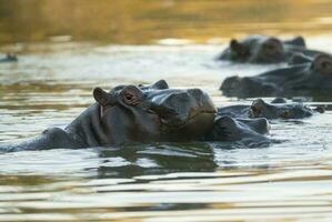 HIPPOPOTAMUS AMPHIBIUS in waterhole, Kruger National park,South Africa photo