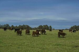 ganado animales pasto en el campo, en el pampa plano, argentina foto