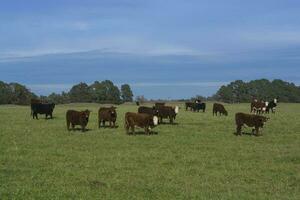 Cows grazing in the field, in the Pampas plain, Argentina photo