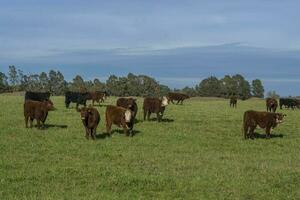 Cows grazing in the field, in the Pampas plain, Argentina photo