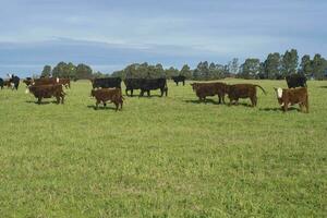 ganado animales pasto en el campo, en el pampa plano, argentina foto