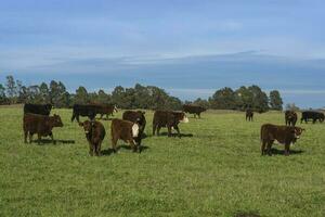 ganado animales pasto en el campo, en el pampa plano, argentina foto