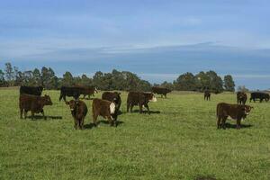 Livestock Animals grazing in the field, in the Pampas plain, Argentina photo