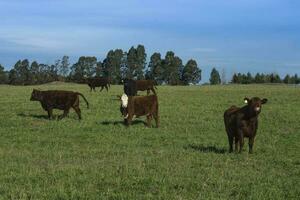 Livestock Animals grazing in the field, in the Pampas plain, Argentina photo