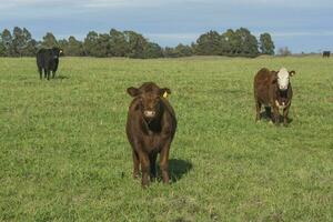 Cows grazing in the field, in the Pampas plain, Argentina photo