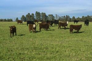 Livestock Animals grazing in the field, in the Pampas plain, Argentina photo