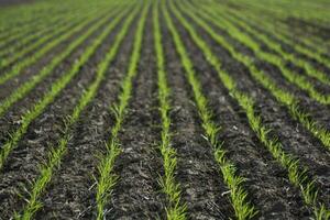 Furrows in a cultivated field, La Pampa Province , Argentina photo