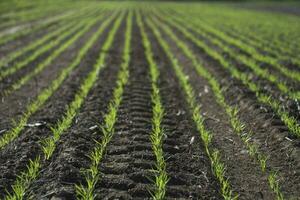 Furrows in a cultivated field, La Pampa Province , Argentina photo