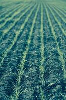 Furrows in a cultivated field, La Pampa Province , Argentina photo