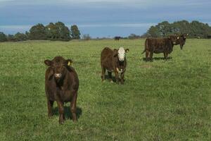 Cows grazing in the field, in the Pampas plain, Argentina photo