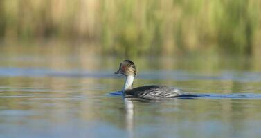 Silvery Grebe in Pampas lagoon environment, Patagonia, Argentina photo