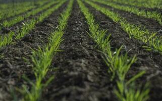 surcos en un cultivado campo, la pampa provincia , argentina foto