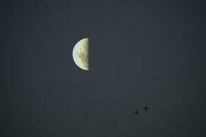 Birds and moon landscape photo