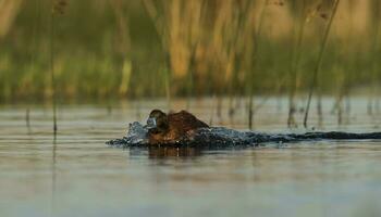 Lake Duck, Oxyura vittata, La Pampa Province, Patagonia Argentina. photo