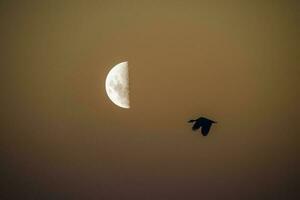 Birds and moon landscape photo