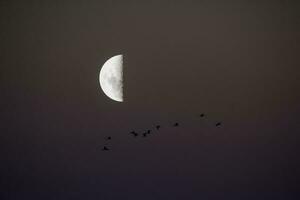 Birds and moon landscape photo