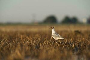 marrón encapuchado gaviota, la pampa provincia, Patagonia, argentina foto