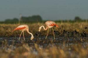 flamencos en pampa laguna ambiente, la pampa, Patagonia argentina foto