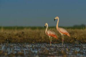 Flamingos in Pampas Lagoon Environment, La Pampa,  Patagonia Argentina photo