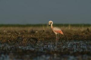 Flamingos in Pampas Lagoon Environment, La Pampa,  Patagonia Argentina photo