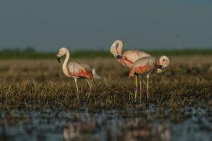 flamencos en pampa laguna ambiente, la pampa, Patagonia argentina foto