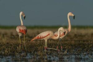 flamencos en pampa laguna ambiente, la pampa, Patagonia argentina foto