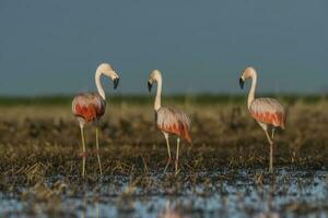 Flamingos in Pampas Lagoon Environment, La Pampa,  Patagonia Argentina photo