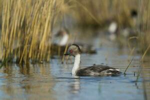 Silvery Grebe in Pampas lagoo environment, Patagonia, Argentina photo