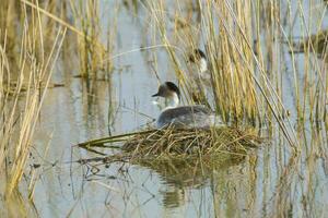 Silvery Grebe in Pampas lagoo environment, Patagonia, Argentina photo