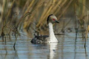 Silvery Grebe in Pampas lagoo environment, Patagonia, Argentina photo