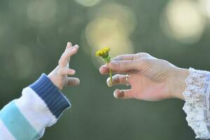 mano dando un flor, madre y hijo foto