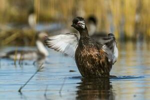 White-tufted Grebe, La Pampa Argentina photo