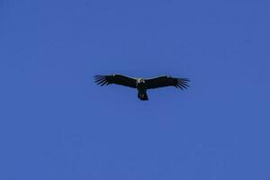 Andean Condor ,Torres del Paine National Park, Patagonia, Chile. photo