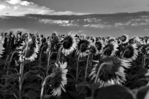 pampa girasol paisaje , la pampa provincia, Patagonia argentina foto