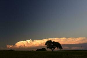 Storm rain  in rural landscape, La Pampa Province, Patagonia, Argentina. photo