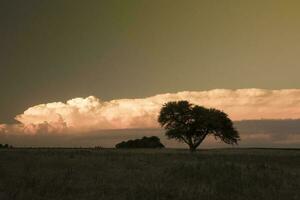 Storm rain  in rural landscape, La Pampa Province, Patagonia, Argentina. photo