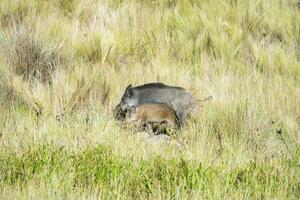 Wild boar mother and calf,  Highland grasslands in Pampa de Achala , Quebrada del Condorito  National Park,Cordoba province, Argentina photo