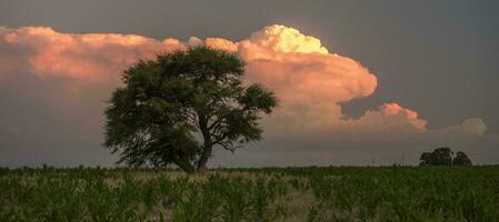 pampa árbol en rural paisaje, la pampa provincia, Patagonia, argentina. foto