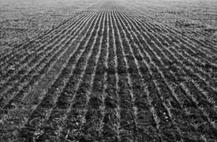 surcos en un cultivado campo, la pampa provincia , argentina foto