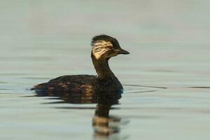 White tufted Grebe, La Pampa Province, Patagonia, Argentina photo