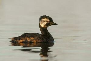 White tufted Grebe, La Pampa Province, Patagonia, Argentina photo