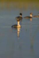 Silvery Grebe in Pampas lagoo environment, Patagonia, Argentina photo