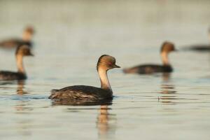 Silvery Grebe in Pampas lagoo environment, Patagonia, Argentina photo