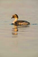 Silvery Grebe in Pampas lagoo environment, Patagonia, Argentina photo